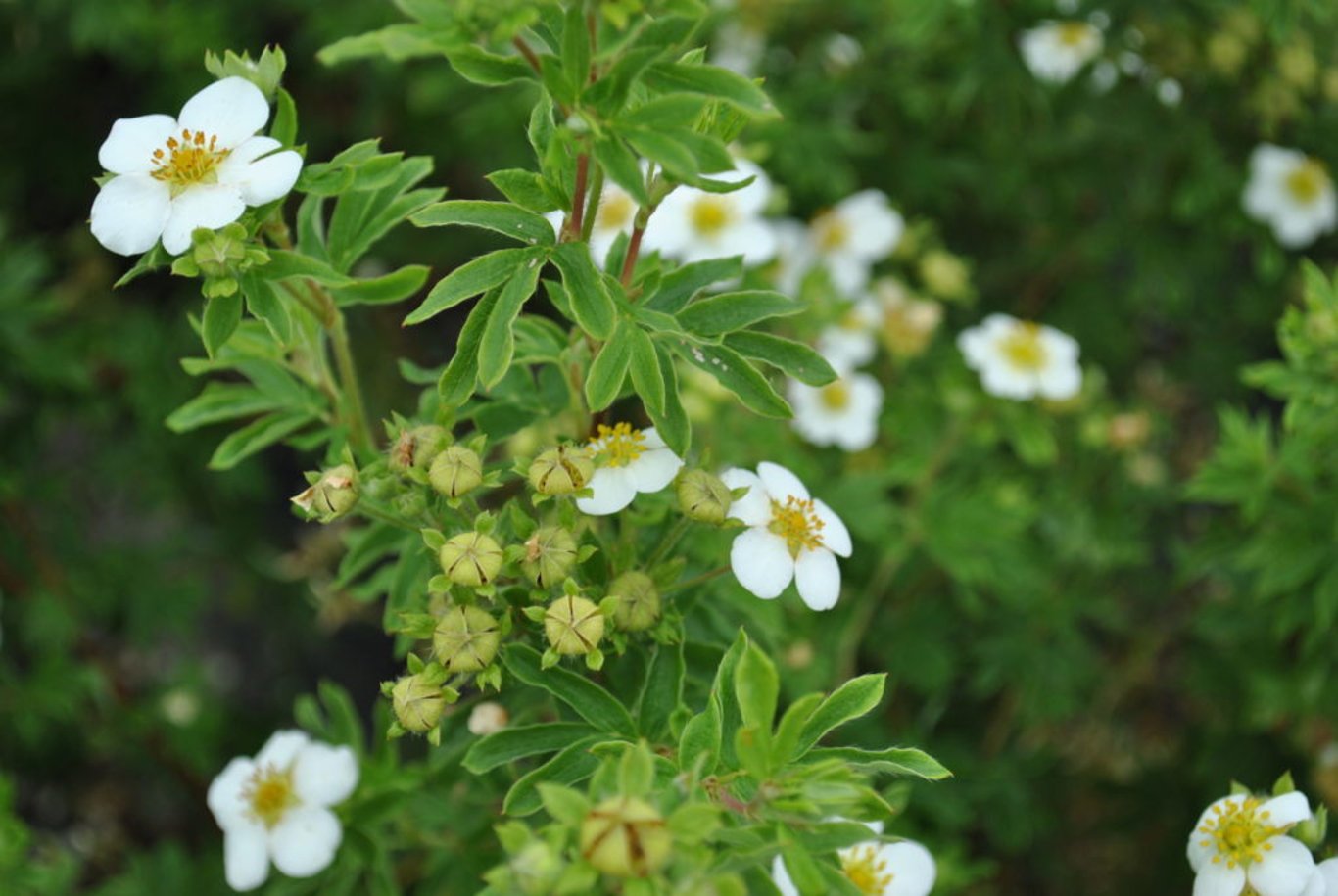 Potentilla f. 'Abbotswood' - 30-50 CM bare root 0/1/1 3-4 branche